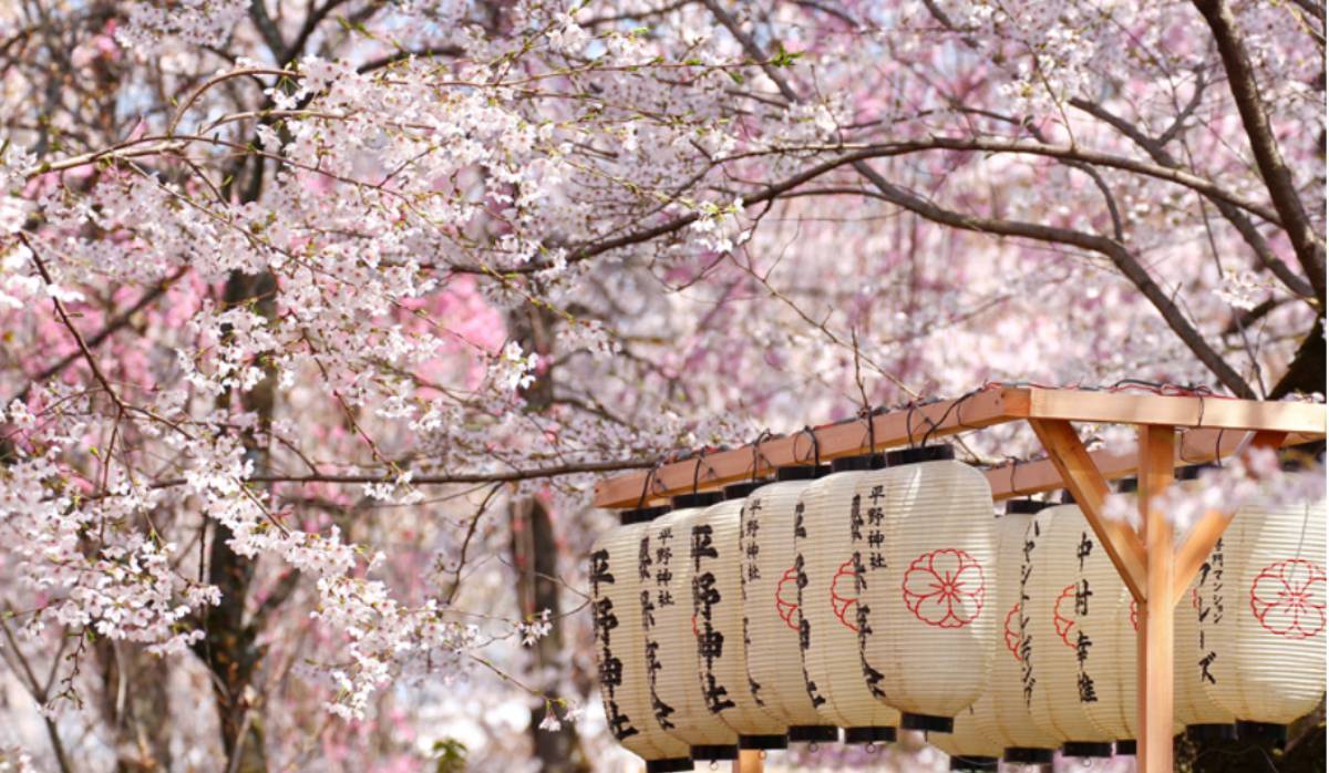 Traditional lanterns hang beneath blooming cherry blossom trees, creating a serene and picturesque spring scene.