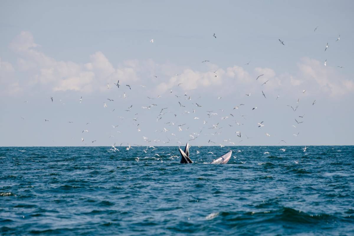 Two whales breaching the ocean surface with a flock of seagulls flying overhead under a clear sky.