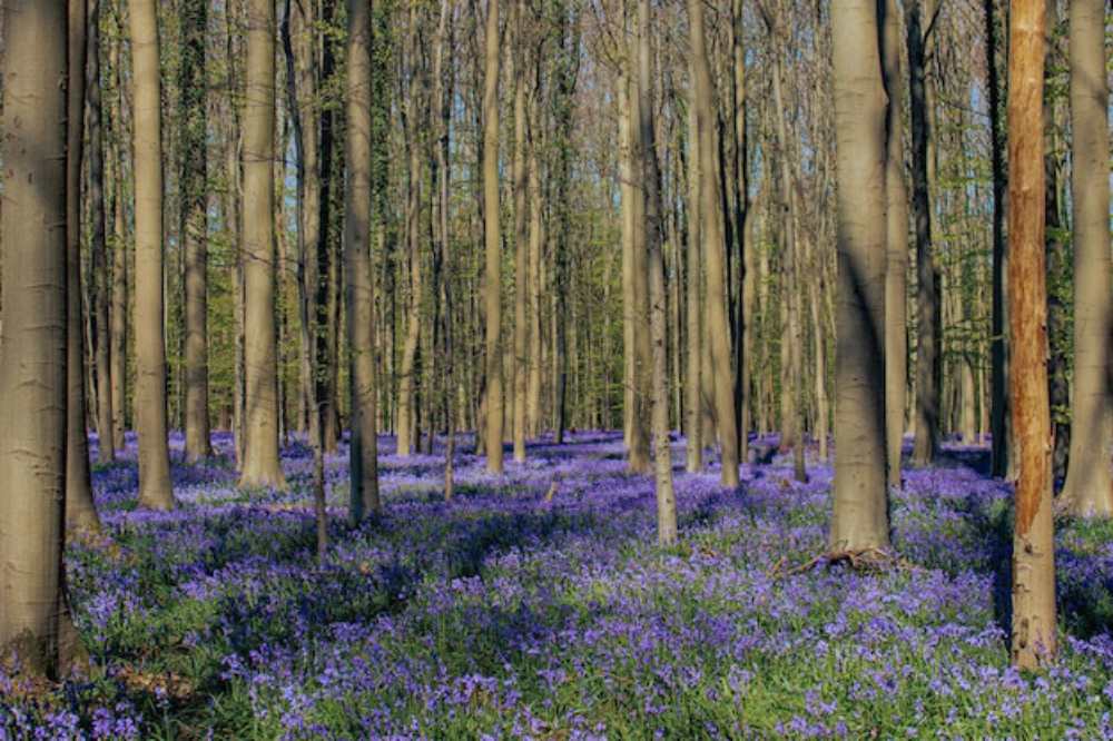 Hallerbos, Belgium