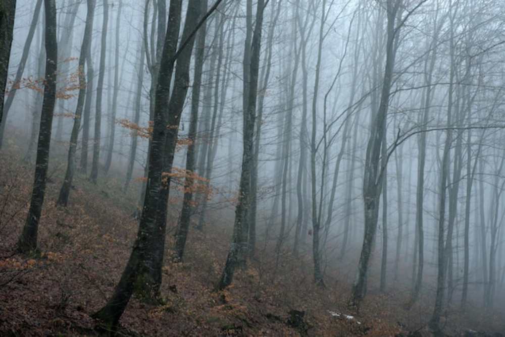 Hoia Baciu Forest, Romania