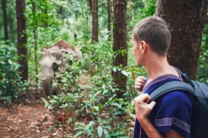 A traveler in a blue poncho stands in a lush forest, observing an elephant emerging through the greenery.