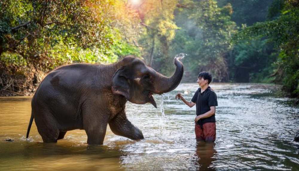 A young elephant playfully splashes water with its trunk in a sunlit river, accompanied by a person in red shorts, surrounded by lush greenery.