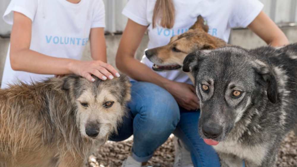 Two volunteers in white shirts kneel beside three dogs at an animal shelter. One volunteer pets a shaggy dog, conveying a caring and compassionate atmosphere.